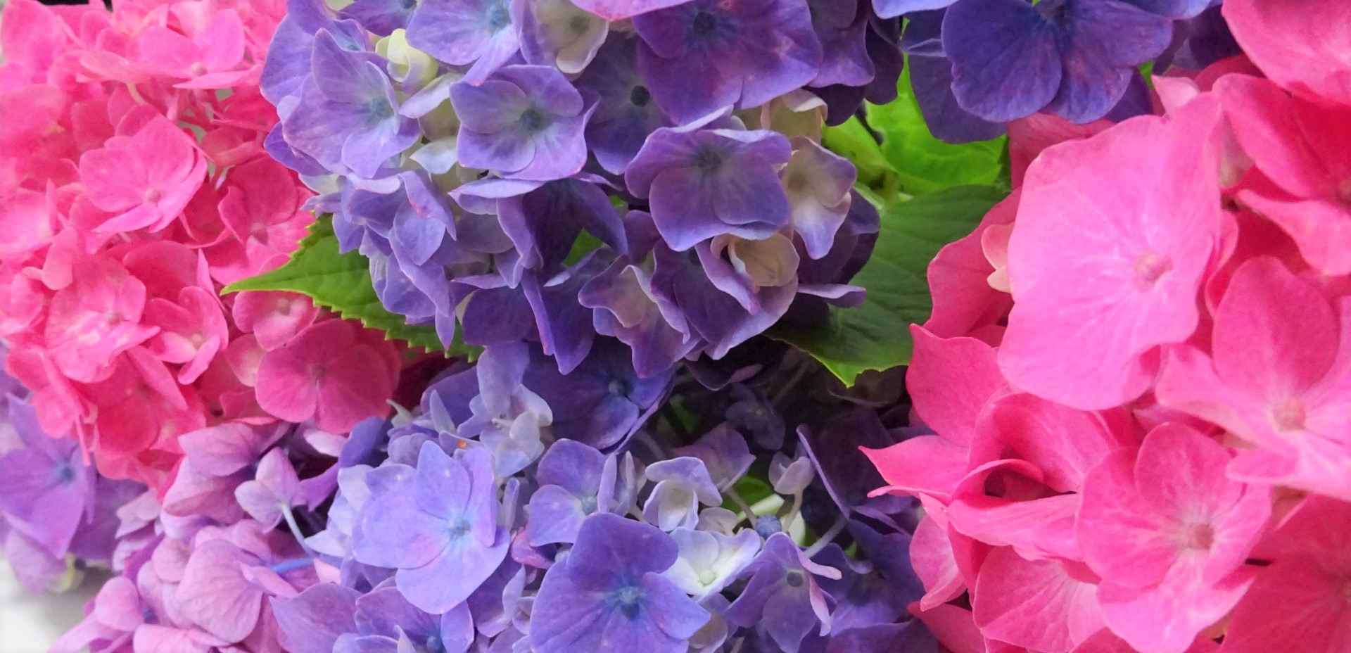 【季節の花×キレイ】紫陽花の生け方＆紫陽花メイクで梅雨も楽しむ