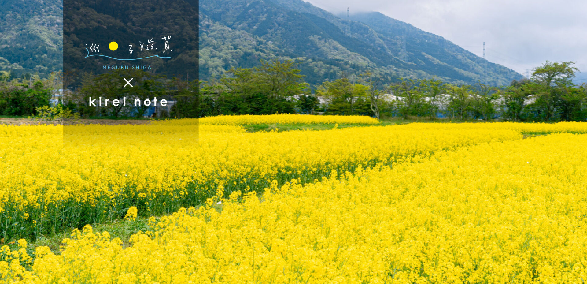 ＜菜の花エコプロジェクト＞地域ぐるみで油からエネルギーへ #巡る滋賀
