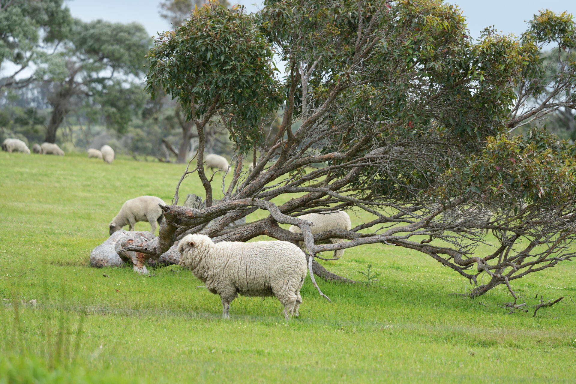 ワイン好き必見。今注目のワイン産地、西オーストラリア・マーガレットリバーを巡る3日間