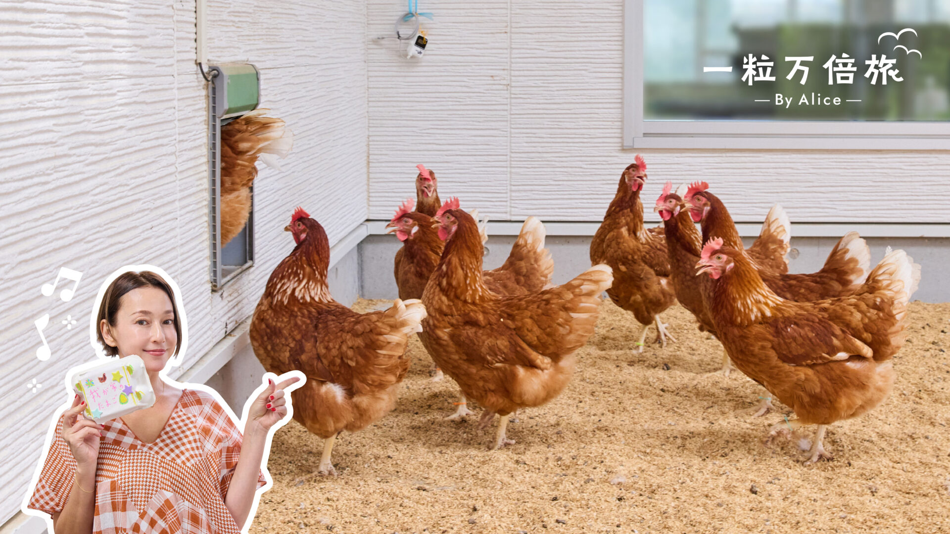 平飼い鶏舎から、アリスさんが動物の幸福を考える。 #一粒万倍旅