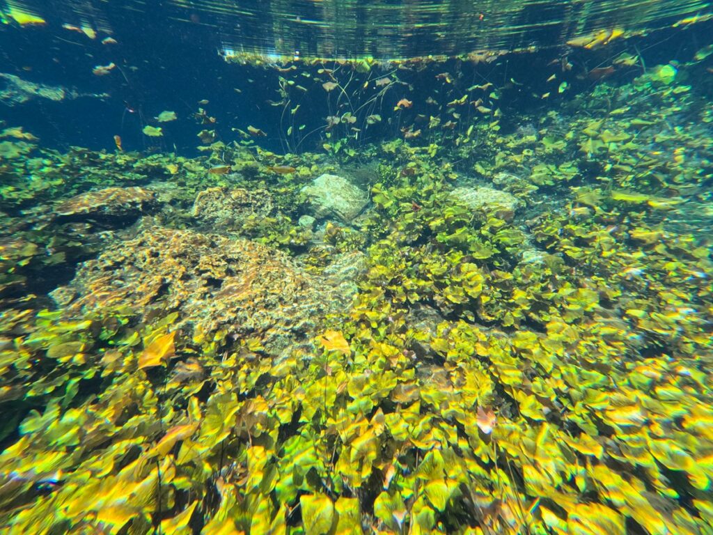 コスメル ビーチクラブ