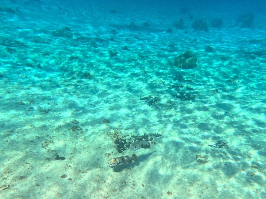 コスメルビーチクラブ