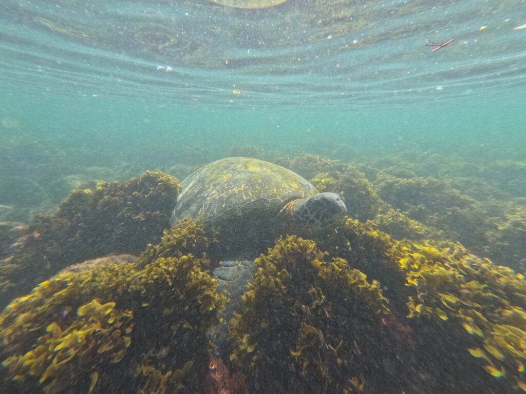 ガラパゴスカタマラン