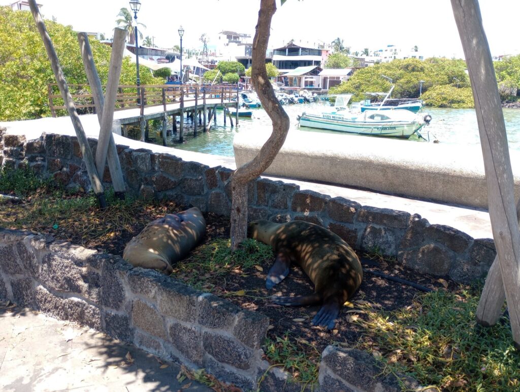 ガラパゴスカタマラン