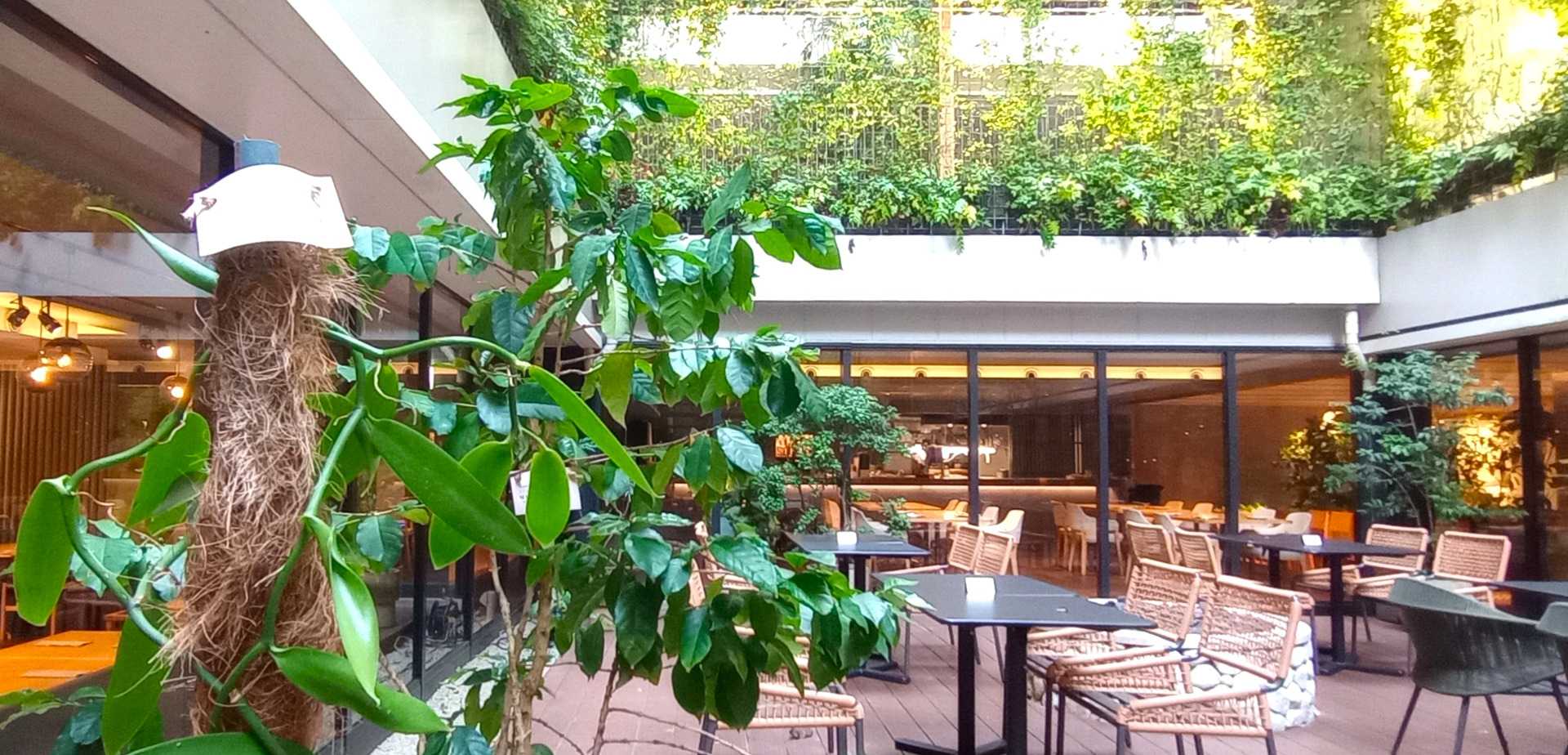 【京都】街中に植物園が出現！植物を守る「ヒーロー」と出会い、自然の中で季節の味を楽しむ夏